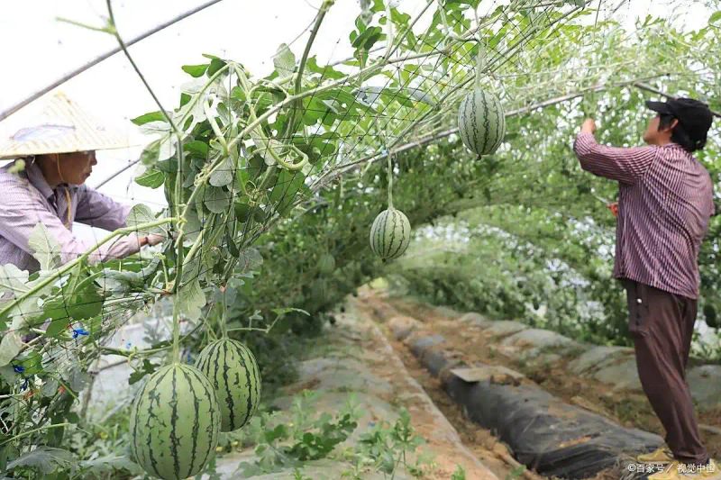 南方西瓜种植技术