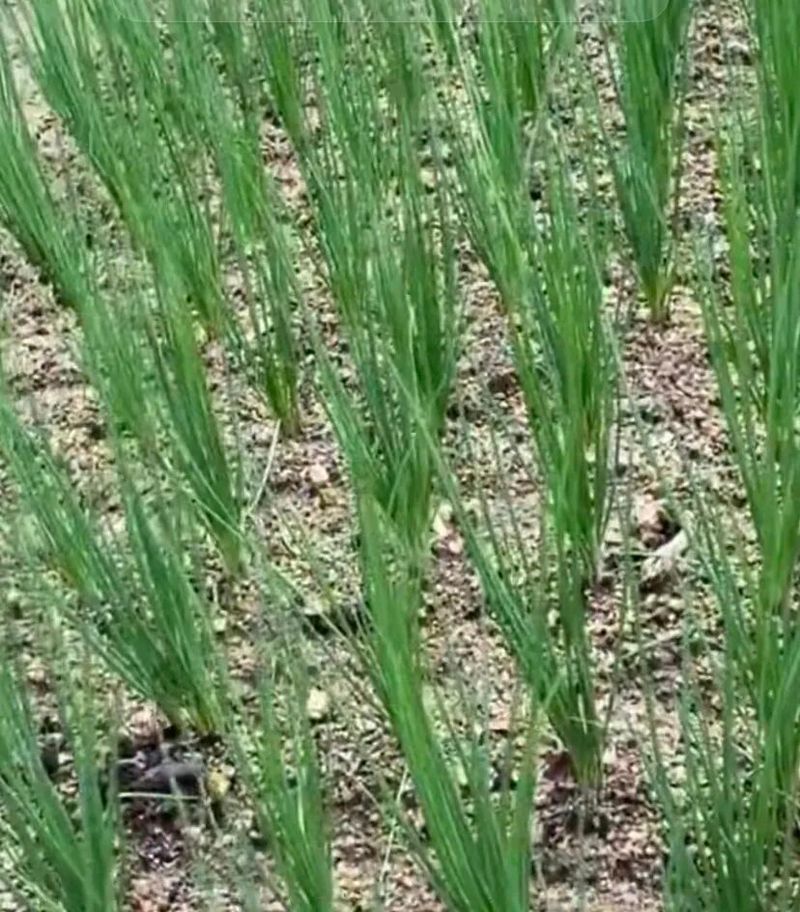 大葱的种植时间和方法