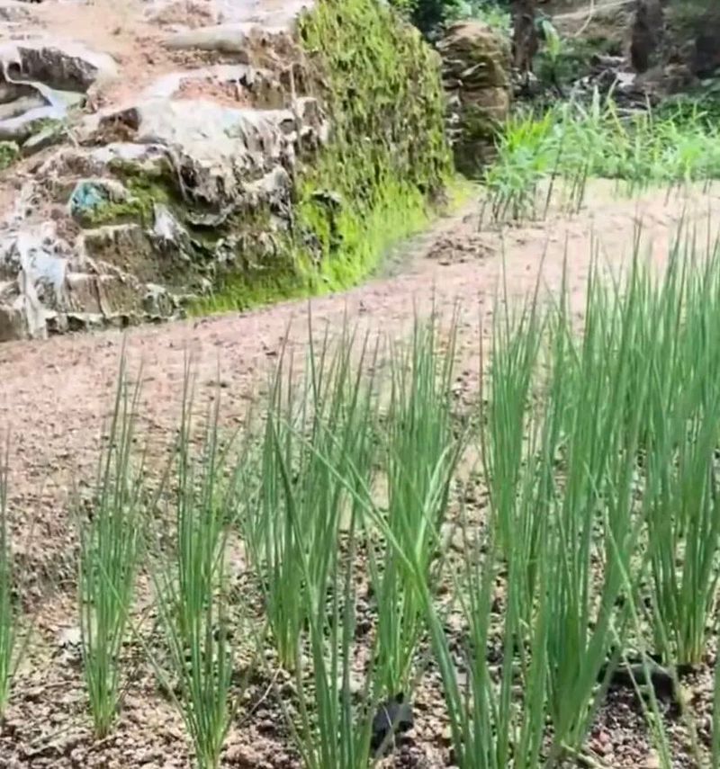 大葱的种植时间和方法
