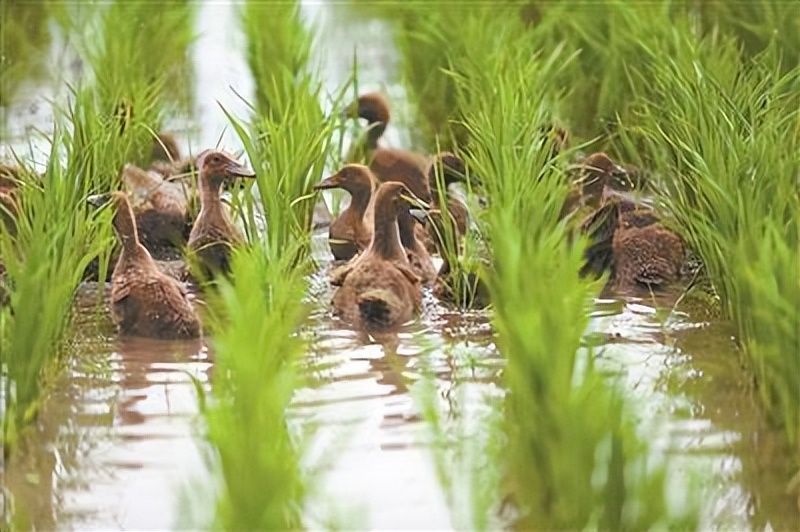 无公害水稻种植技术
