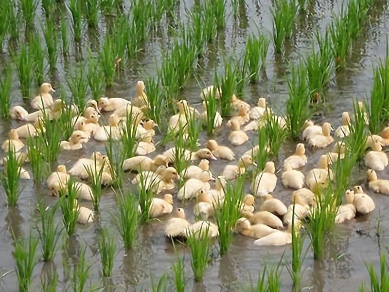 无公害水稻种植技术