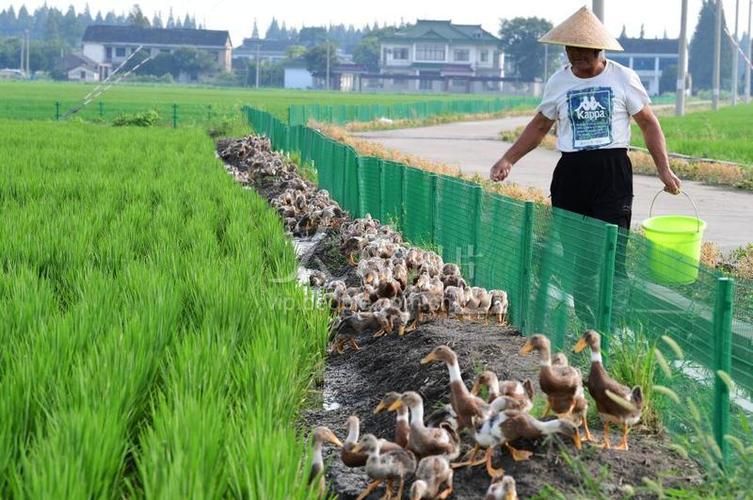 无公害水稻种植技术