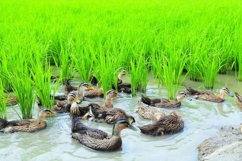 无公害水稻种植技术