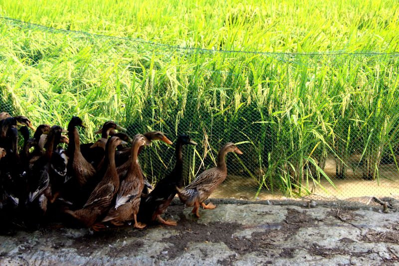 无公害水稻种植技术