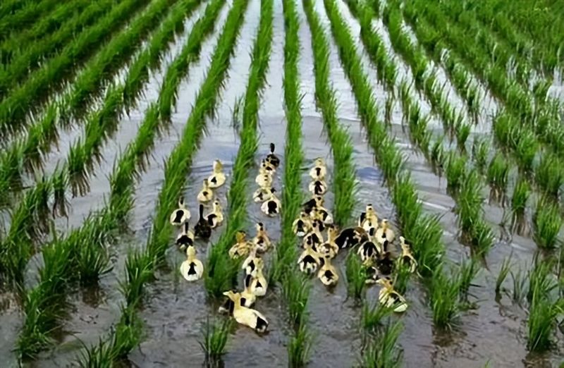 无公害水稻种植技术