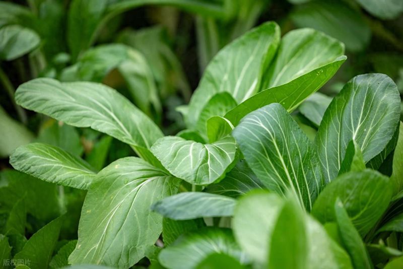 四季小白菜种植技术