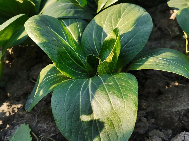 四季小白菜种植技术