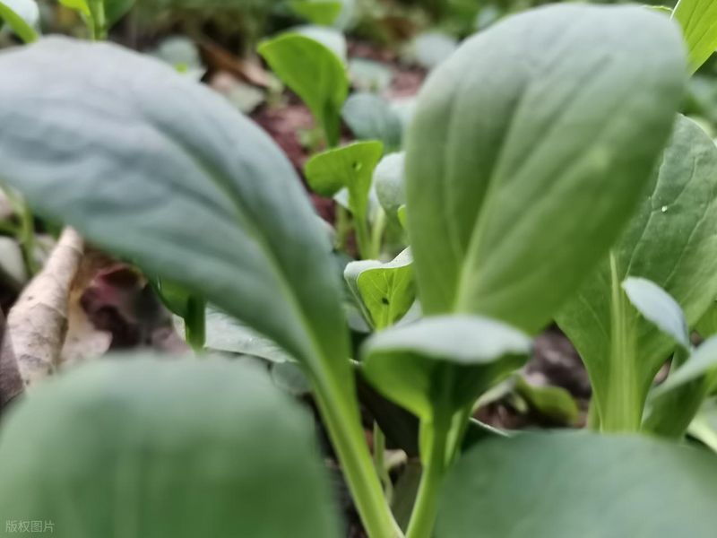 四季小白菜种植技术
