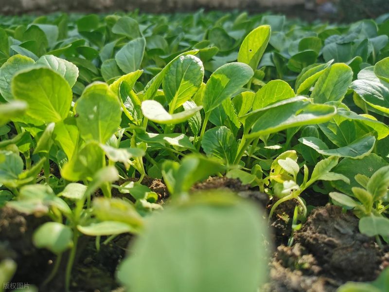 四季小白菜种植技术