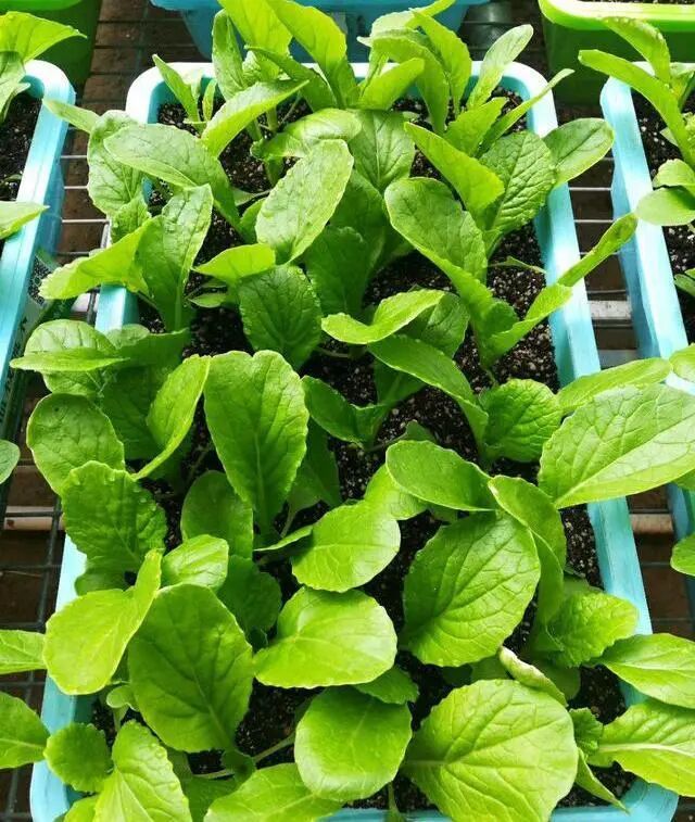 四季小白菜种植技术
