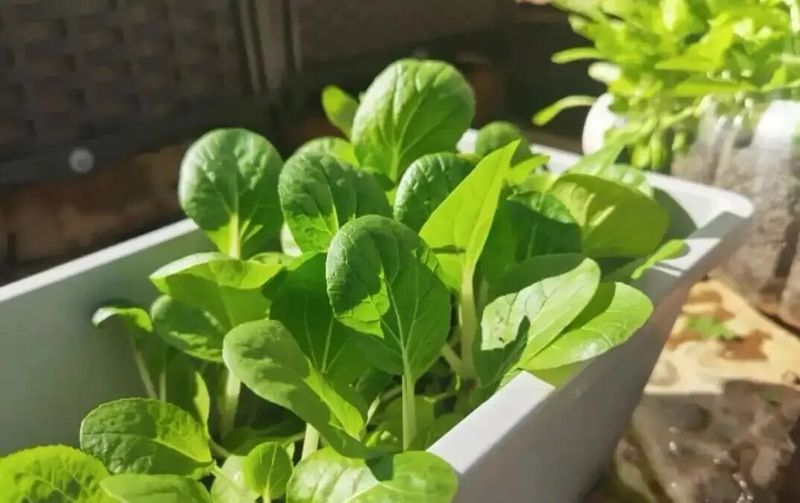 四季小白菜种植技术