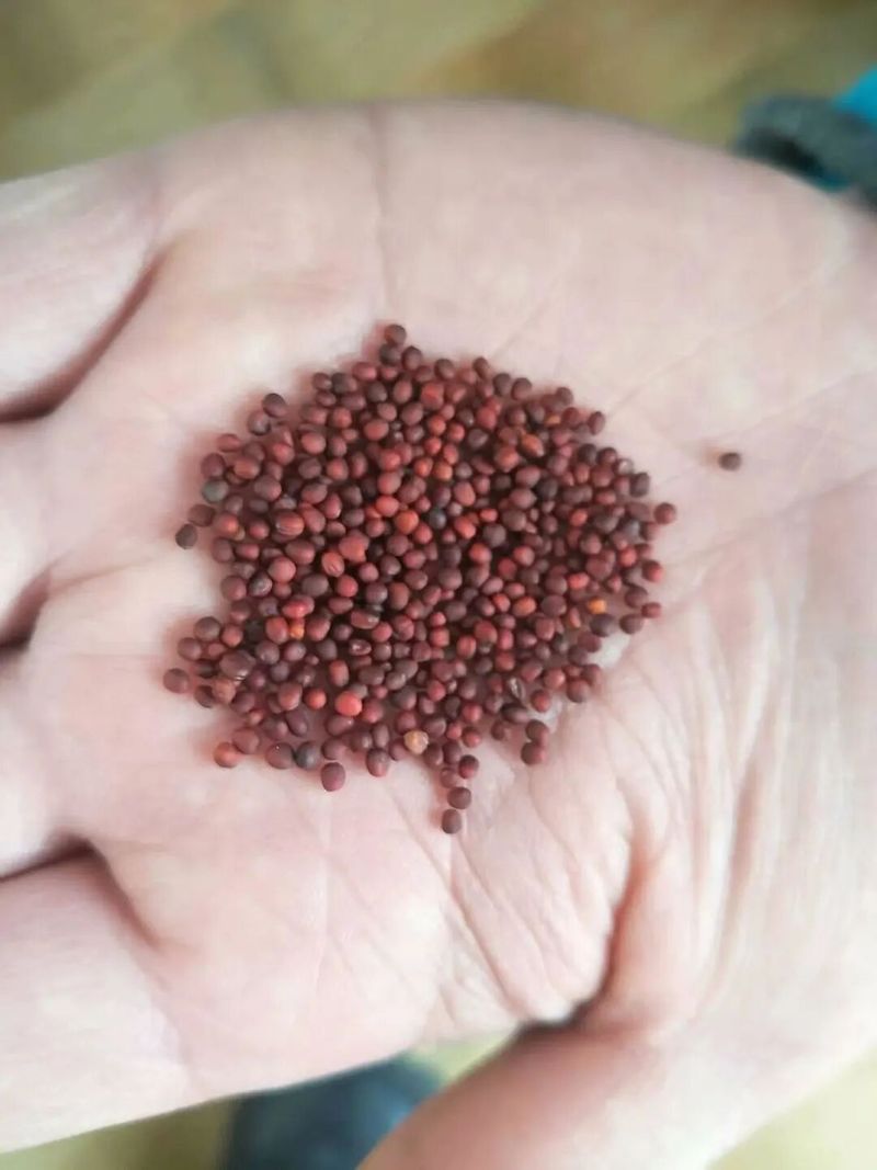 四季小白菜种植技术