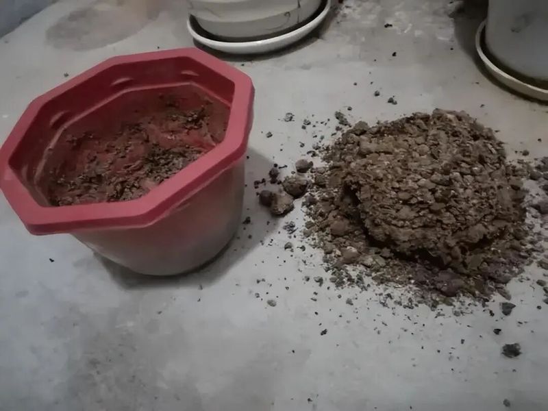 四季小白菜种植技术