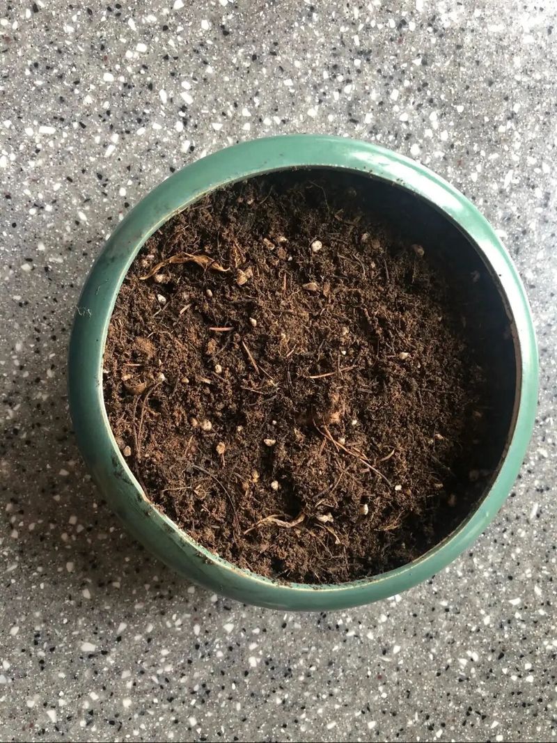 四季小白菜种植技术
