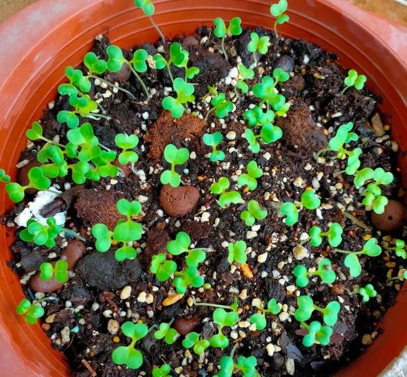 四季小白菜种植技术