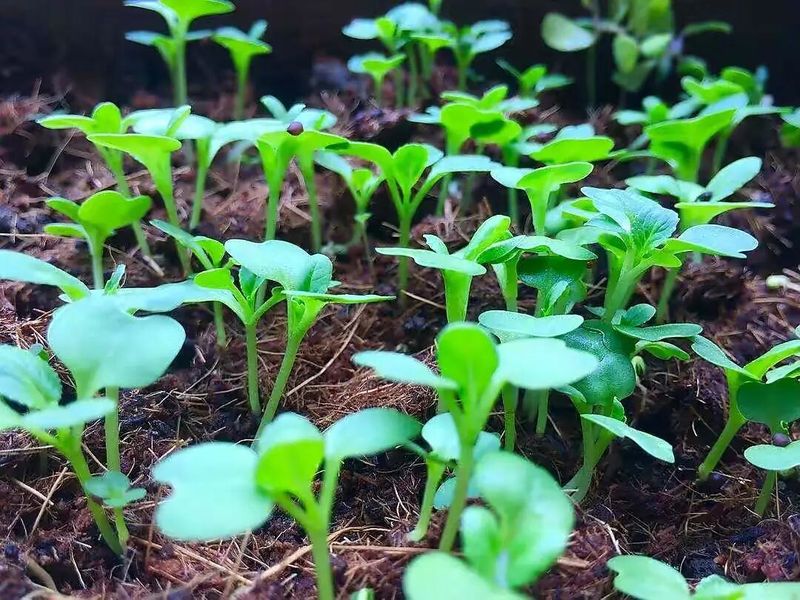 四季小白菜种植技术