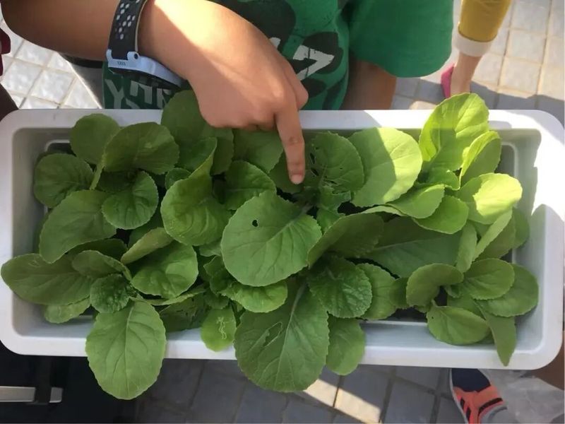 四季小白菜种植技术