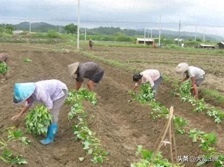 紫薯怎么种植方法图片