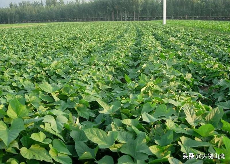 紫薯怎么种植方法图片