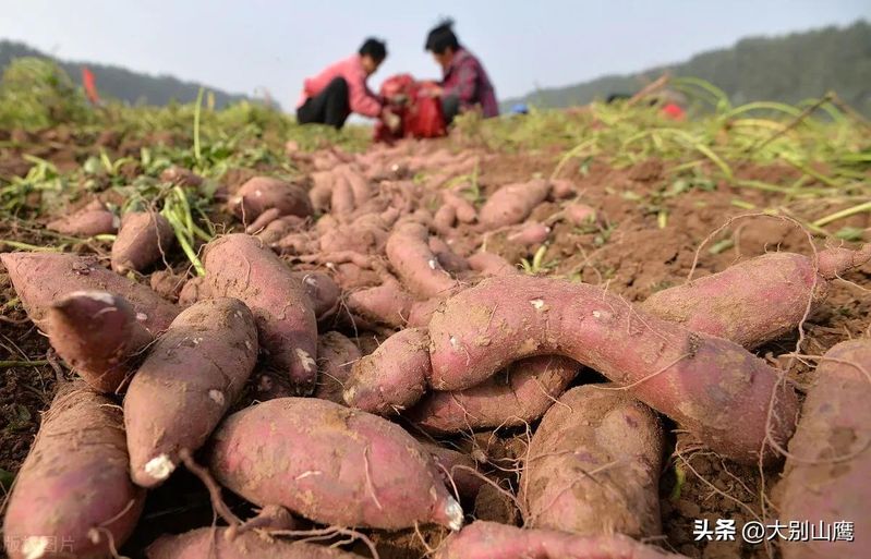 紫薯怎么种植方法图片