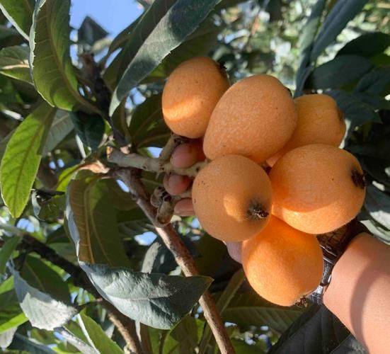 河南适合种植什么果树