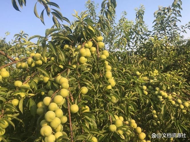 河南适合种植什么果树
