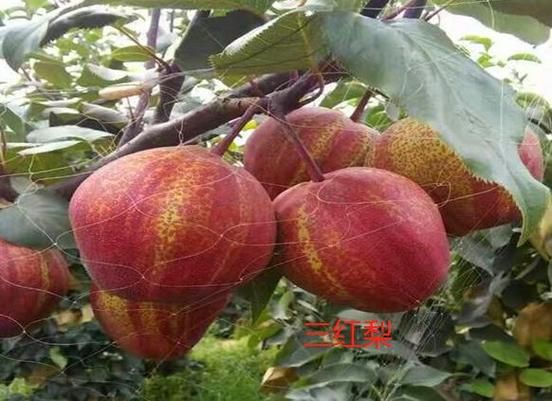 河南适合种植什么果树