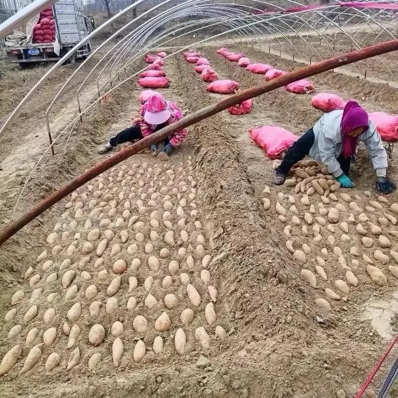 紫薯怎么种植方法图片
