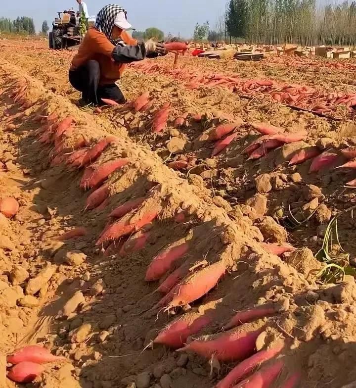 紫薯怎么种植方法图片
