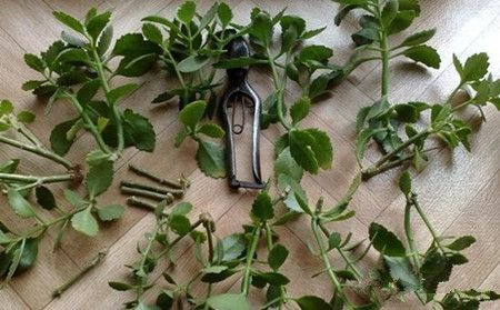 长寿花的种植方法