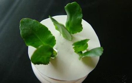 长寿花的种植方法