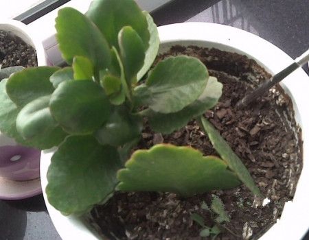 长寿花的种植方法