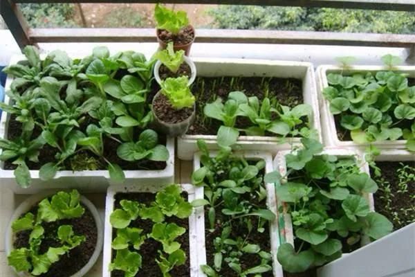 四季小白菜种植技术