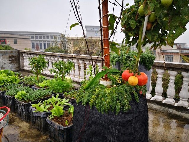 四季小白菜种植技术
