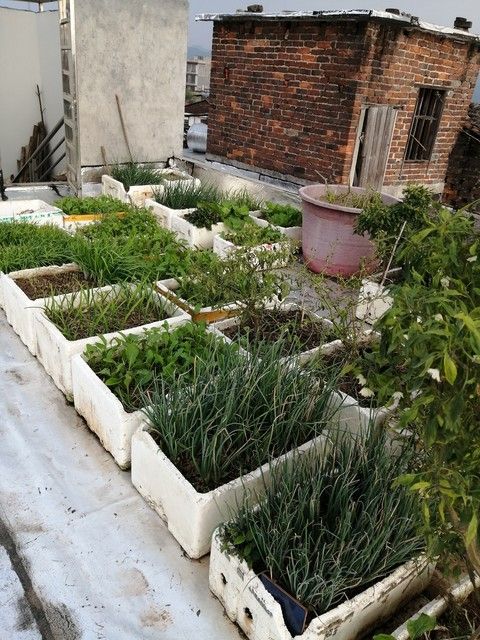 四季小白菜种植技术