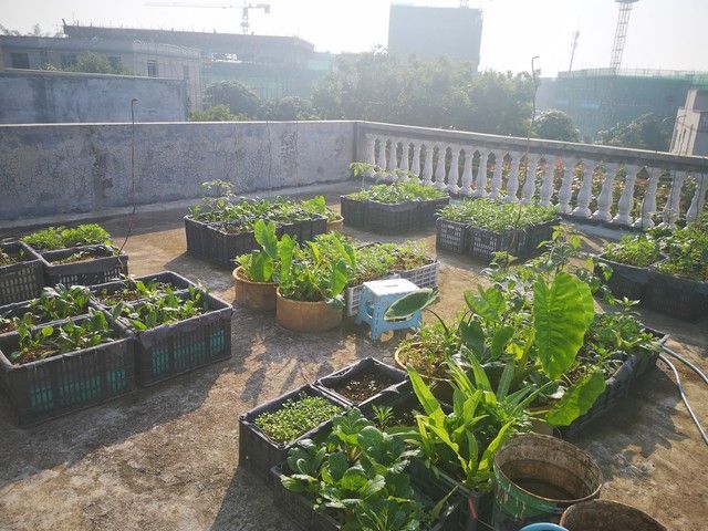 四季小白菜种植技术