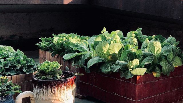 四季小白菜种植技术