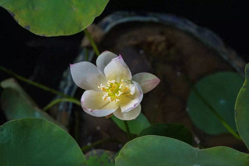碗莲的种植方法