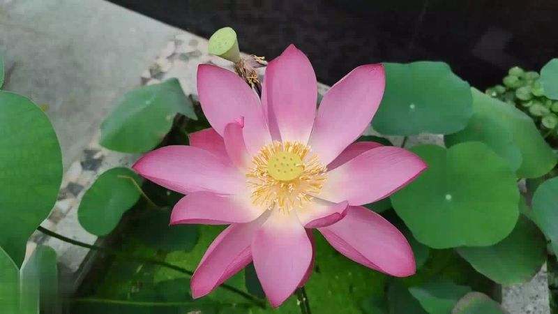 碗莲的种植方法