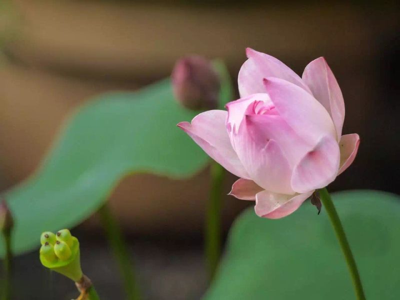 碗莲的种植方法