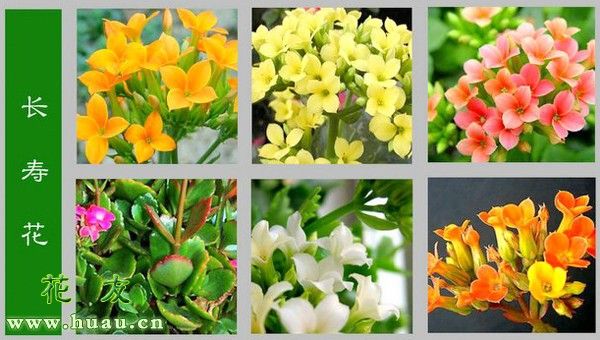 长寿花的种植方法