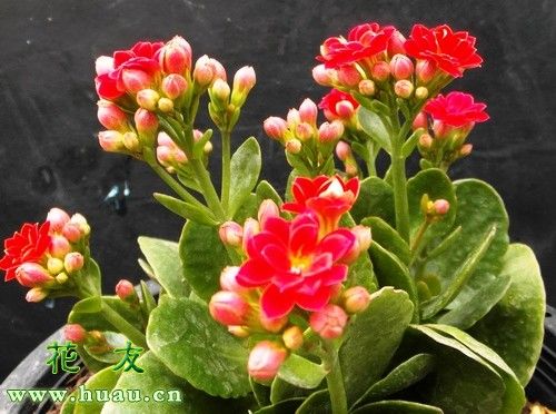 长寿花的种植方法