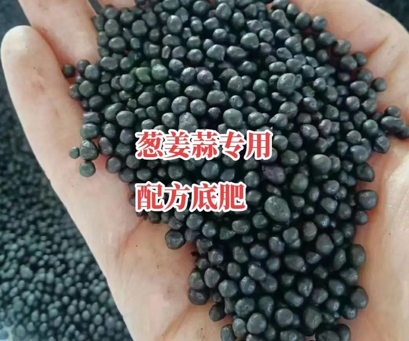 大蒜青蒜苗的种植技术