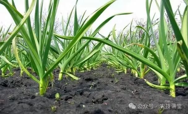大蒜青蒜苗的种植技术