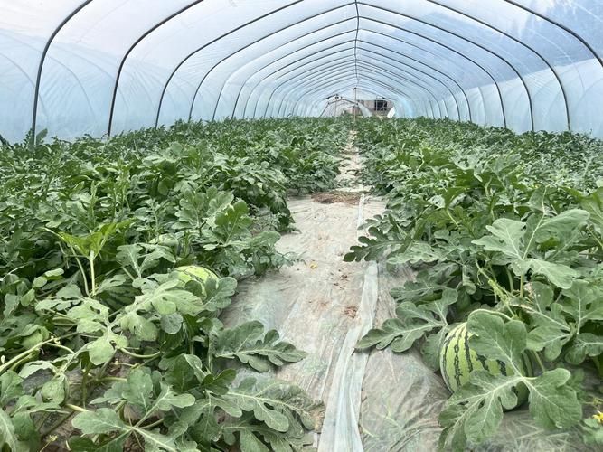 南方西瓜种植技术