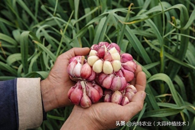 大蒜青蒜苗的种植技术