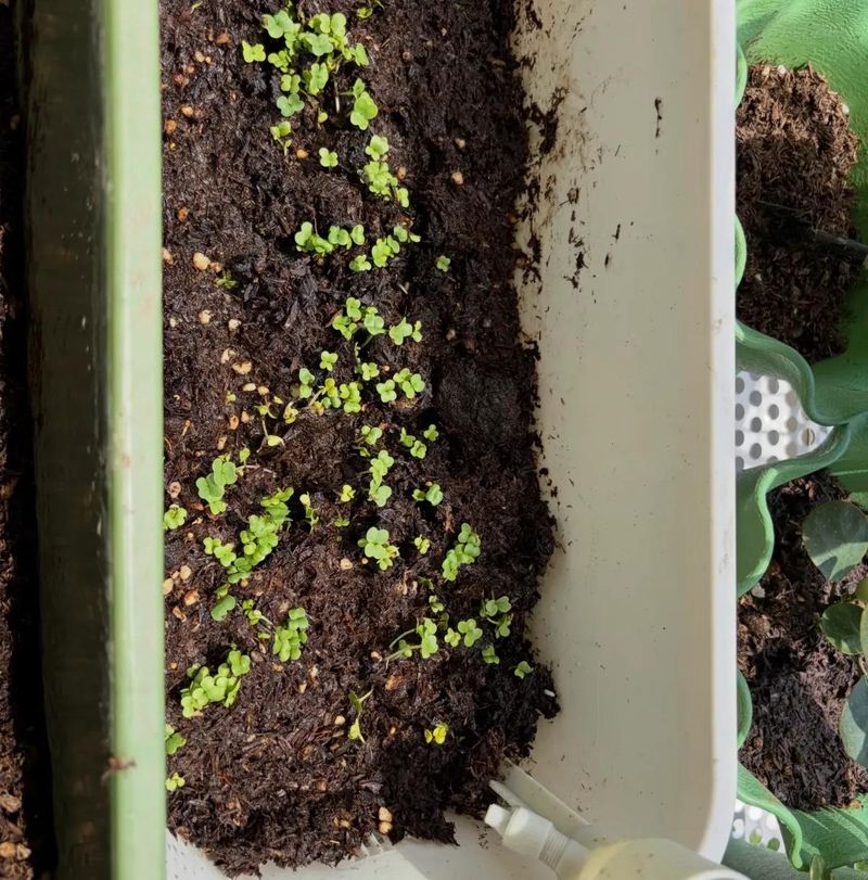 四季小白菜种植技术