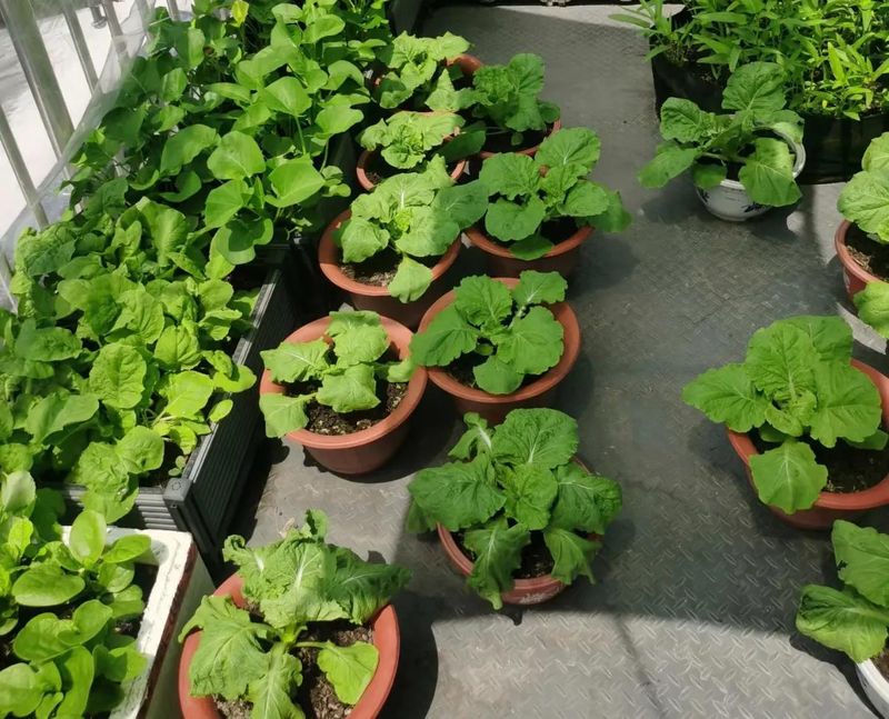 四季小白菜种植技术