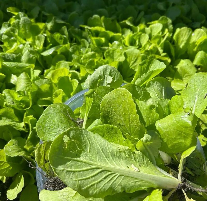 四季小白菜种植技术
