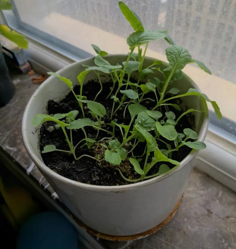 四季小白菜种植技术